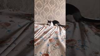 Problems of cat parents #funny #catsofyoutube #cookielove