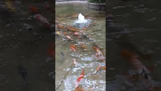🐠🐠🐠#求赞