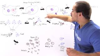 Activation of Lymphocytes