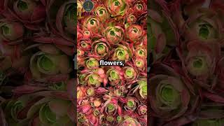 your dream garden waits you #greenearth #naturematters #plantsforlife #homedecor #ecobalance