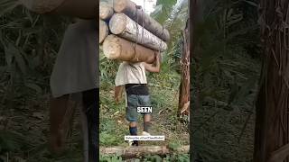 How do they carry such Heavy Wood Logs 😵😵
