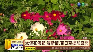 【台語新聞】嘉義太保花海節 波斯菊.百日草盛開 | 華視新聞 20190130