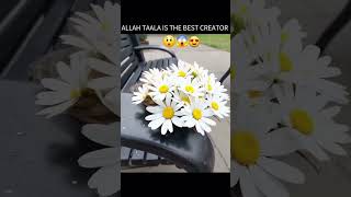 Allah is the best creator❤😍 #allah #subhanallah #islamicquotes #foryou #fyp