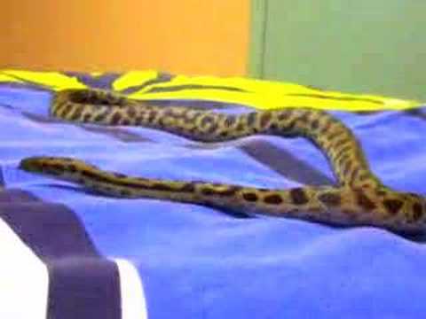 Antaresia Maculosa - Blonde Spotted Python