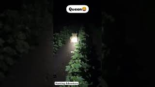 Queen🥵🦁🔥 #hunting#jointheherd#wildlife#bowhunting#bearhunting#outdoors#hunters#safari#lion#shorts