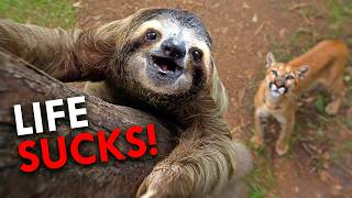 How Do Sloths Survive The Onslaught of Predators?