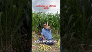 American 5g Napier grass sticks all India home delivery 🚚5G Napier grass #5ggrass #अमेरिकन5g#seeds