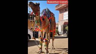 Rajasthan Camel | Camel Video | Unt ka Video 🐪🐫 Thar Camels | Indian Camel | Camels of India