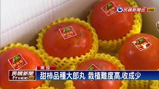 高海拔甜柿甜度高果肉脆 栽植困難－民視新聞