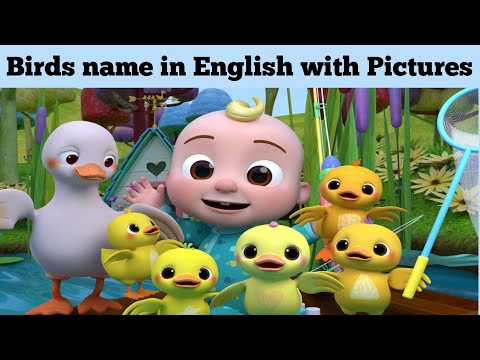 Birds Name in English | Learn birds name for kids with pictures | kids educational videos