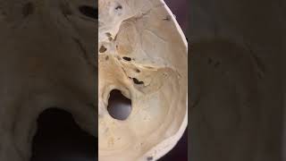 Ear Hole INSIDE Your Head??