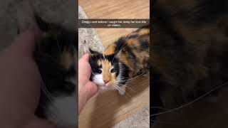 Love bite from Toosa🥹 #calicocat #cuteanimals #cats #gatita #kitten #fyp