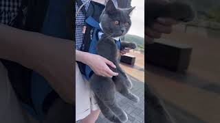 抱っこ紐にいるのがまさかの猫でびっくりされた
