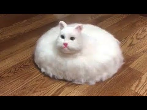 You Laugh, You Lose 🤣😹 Funniest Cats And Dogs 2025 😻🐶