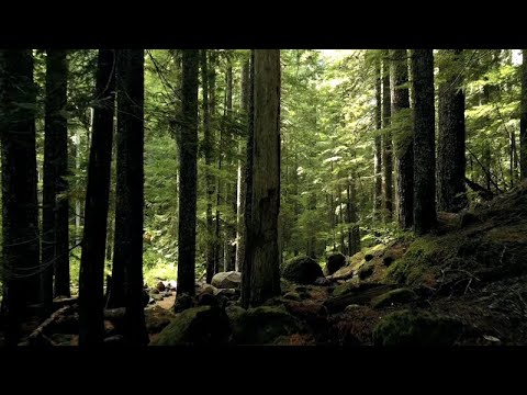 Best Meditation Music