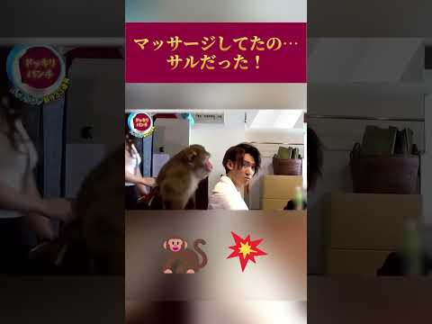 マッサージしてたの…サルだった！？#面白い #爆笑ドッキリ