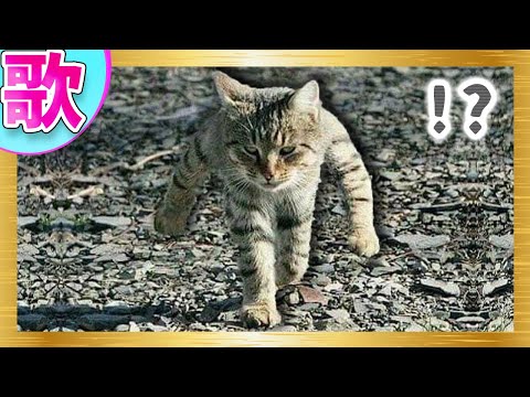 【替え歌】歌のボケてがツッコミどころ満載すぎるｗｗｗ#4【ツッコミ系youtuber】【天才的面白歌詞】【殿堂入り確定のbokete】【歌ってみた】【思わず二度見する画像】【笑ったら負け】
