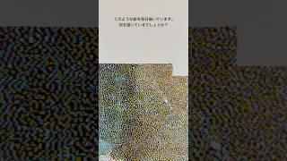絵の創作　仮名「夏の海」 68日目 #shorts #art #drawing