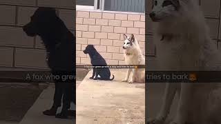 dogs being silly part 262 #funny #cutegolden #pets #animals #lovegoldens #petvideo #funnyanimals