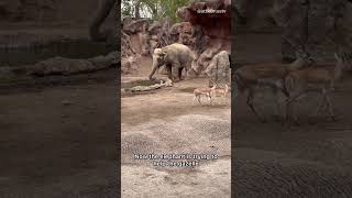 Elephant saves gazelle from drowning