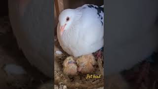 lovely Mother #bird #birdlives #lovebird #birdlove #parrot #birdslover #birdworld #nature #birdlife