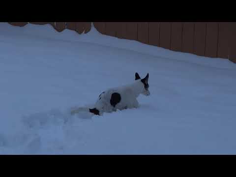 Abby in the Snow
