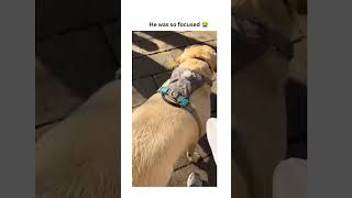 dogs being adorable part 91 #funny #funnypets #pets #petvideos #funnydogs #animals #funnyanimals