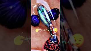 beautiful platinum male guppy #trending #viral #youtubeshorts #fish