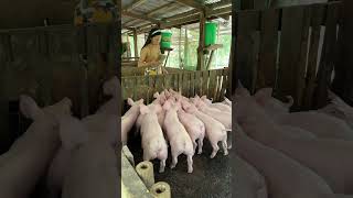 Dry feeding #pig #pigbreeding #animals #pigfarming #farming #farmlife #pigfeed