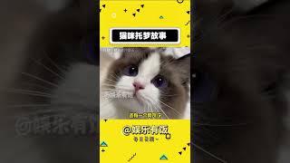 猫咪好~主人也好~ #猫咪 #养猫人 #萌宠 #梦#shorts