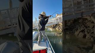 Squid jig to the rescue! 😂