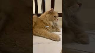#catviralshorts #viral2024