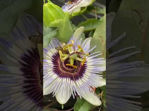“Alien or Flower? This Thing Blooms Like a UFO! 🌸🚀”