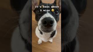 I NEED ATTENTION!! #puppy #maplepets #funny #maple #dog #pets #doglover #attention