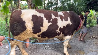 SAPI MONSTER MALRBOR LANGKA 🔥
