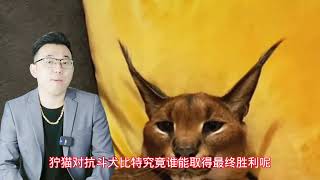 犬界战神比特犬对战猫科悍将拧猫，谁会被“反杀”