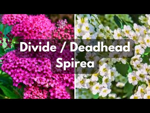 Deadhead & Divide Spirea