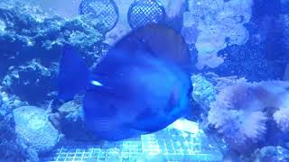 Tricolour Tang for Sale. The Aquatic Design Centre ltd
