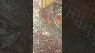 Ant attack Racing Pigeons 😟