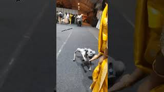Programmable robot dogs expo part 5
