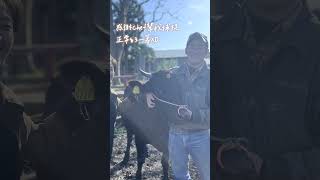 只喜歡男生的短角牛？#青森週 #日本旅遊【Liz 美食家】