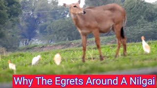 Why The Egrets Around A Little Nilgai ? #nilgaiegrets, #techearth,