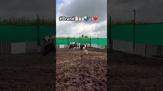 Top Quality ❤️🙌🏻🌏#dairyday #dairyfarming #shortvideo #shorts #trending #viralshorts #topquality
