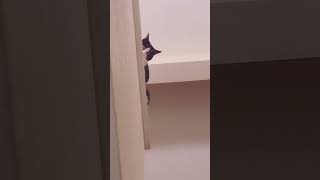 The cat is peeping at its owner