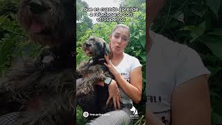 La Importancia de la Socialización Temprana en Cachorros  #perros #dog  #educacioncanina