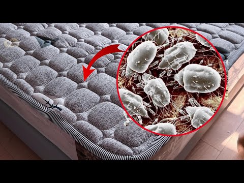 Millions of Dust Mites in Your Bed? Quick Trick from an Old Nanny to Eliminate Them❗床上螨虫？保姆教我一招快速去光光