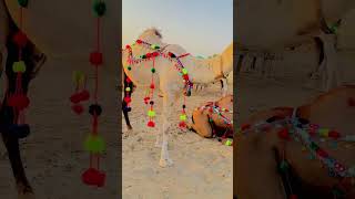 Camels #cow #mandi #eidmubarak