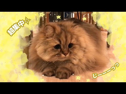 【じーーっっ】超集中✧からの‥? すばやい太郎ちゃん☆