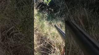#caçadas #caçador #hunter #javali #javaporco #vidanaroça