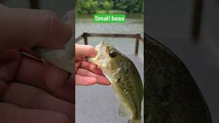 in the rain #fishing #catchandrelease #creekfishing #largemouth #shorts